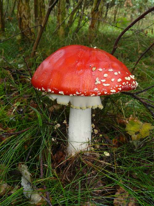 Amanita muscaria